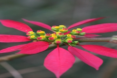 Euphorbia pulcherrima